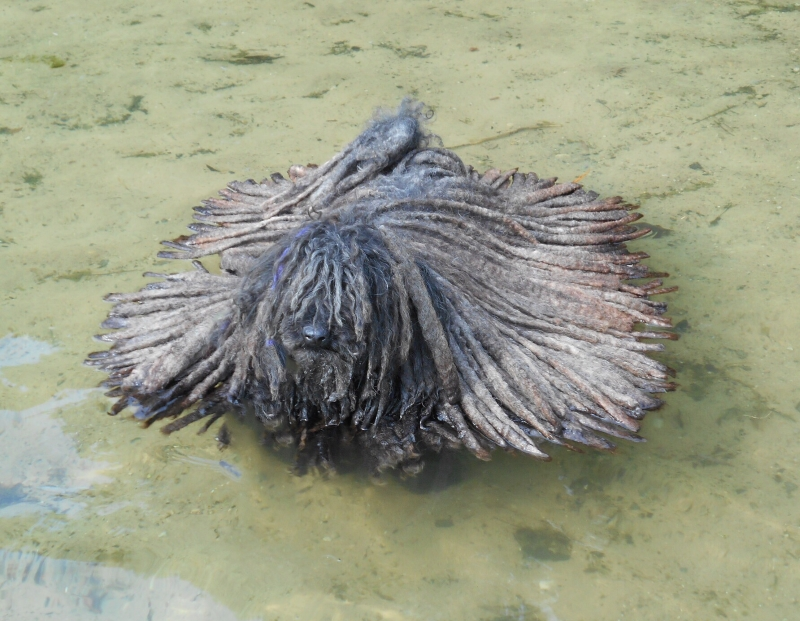 Bathing Puli